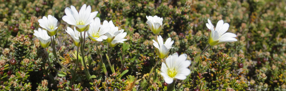 FIELD MOUSE-EAR Cerastium arvense 